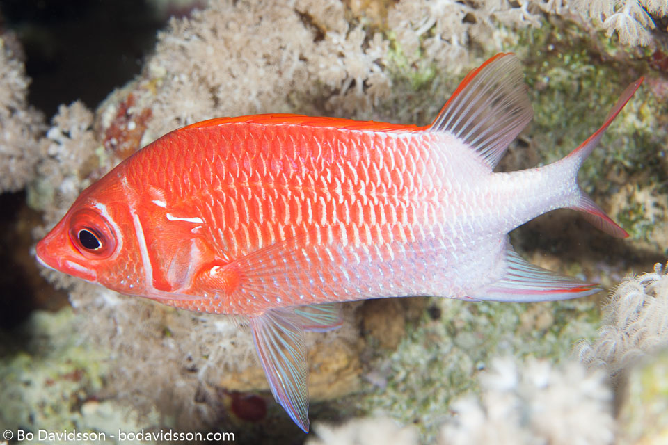 BD-150223-Sharm-6465-Sargocentron-caudimaculatum-(Rüppell.-1838)-[Silverspot-squirrelfish].jpg